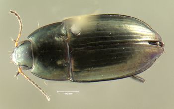 Media type: image;   Entomology 614252 Aspect: habitus dorsal view